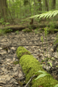 Photo by: Kyle J. Webster. Photo Taken: Genesee County, NY: 14 Aug 2023